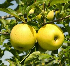 Яблоня 'Golden'