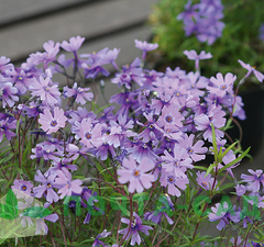 Флокс шиловидный 'Purple Beauty' рис.1