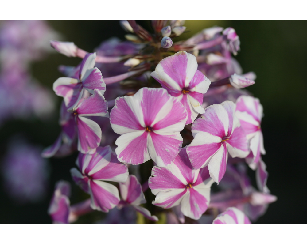 Флокс пятнистый Phlox maculata Natascha