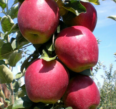 Яблоня "Моди"