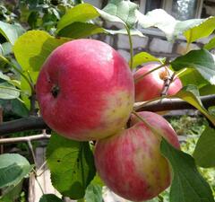 Яблоня "Ранняя Украинская"