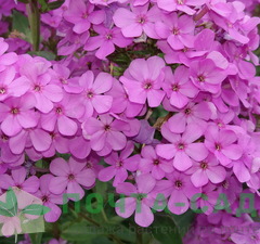 Флокс метельчатый 'Hesperis' рис.0