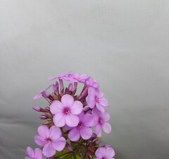 Флокс метельчатый 'Hesperis' рис.3