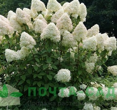 Гортензия метельчатая 'Grandiflora' рис.1