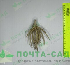 Хоста 'Tokudama Flavocircinalis'  рис.1