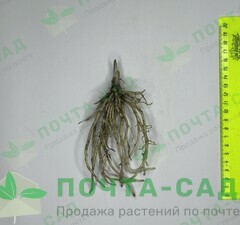 Хоста 'Undulata Erromena' рис.1