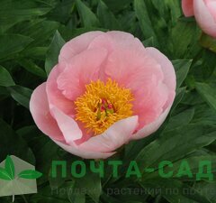 Пион молочноцветковый 'Sea Shell' 