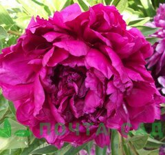 Пион молочноцветковый 'Marie Brand' 