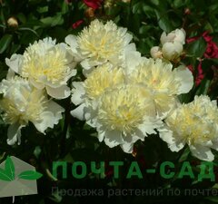 Пион молочноцветковый 'Laura Dessert'
