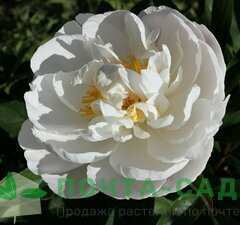 Пион молочноцветковый 'Gardenia'  рис.0