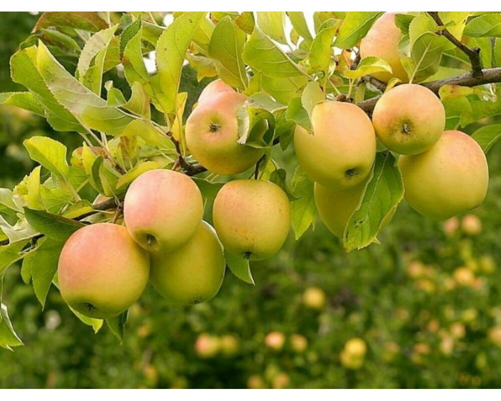 Фото яблони голден. Яблоки Голден Делишес. Голден Делишес сорта яблони. Яблоко-груша Голден Делишес. Сорт яблок Голден Делишес.
