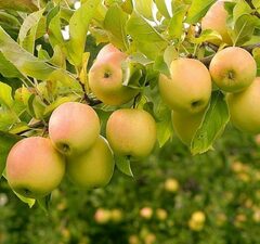 Яблоня 'Golden Delicious'