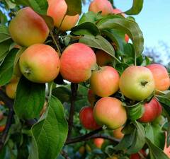Яблоня плодовая 