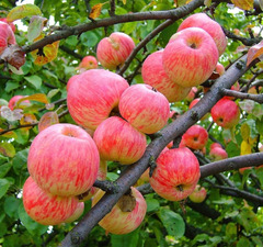 Яблоня "Мельба"