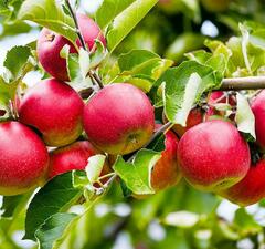 Яблоня "Слава Победителям" 