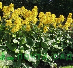 Бузульник Хессей 'Gregynog Gold'  рис.0