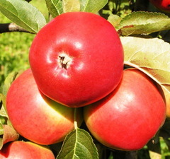 Яблоня "Сябрына"