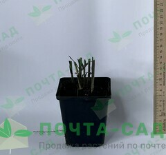 Мискантус китайский 'Purpurascens'  рис.3