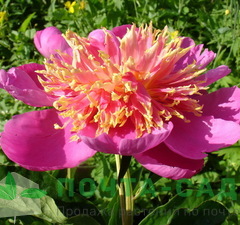 Пион молочноцветковый 'Tom Eckhardt' 