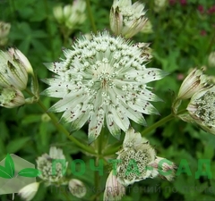 Астранция крупная 'Shaggy' 