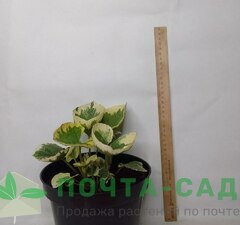 Бруннера крупнолистная 'Variegata'  рис.3