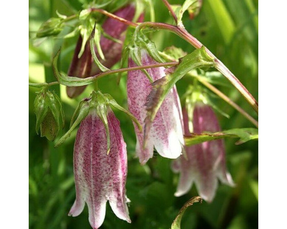 Колокольчик дионис. Колокольчик точечный (Campanula punctata). Колокольчик точечный хот Липс. Колокольчик точечный Элизабет. Колокольчик точечный Панталунс.