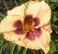 Лилейник 'Bayou Bride'