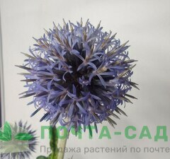 Мордовник банатский 'Taplow Blue' рис.4