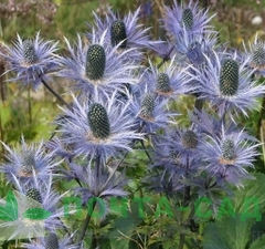 Синеголовник альпийский 'Blue Star'  рис.1