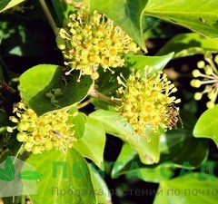 Плющ обыкновенный 'Arborescens'