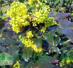 Магония 'Apollo'