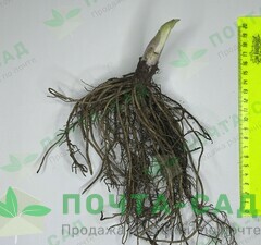 Хоста 'Undulata Albomarginata'  рис.2