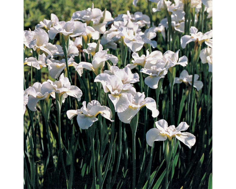 Ирис Сибирский (Iris sibirica `Gull`s Wing`)