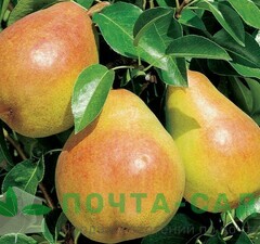 Груша "Киффер" 
