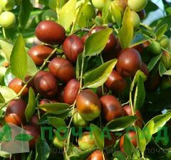 Зизифус "Конфетный"