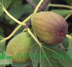 Инжир "Брунсвик" 