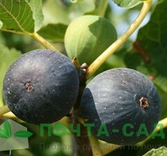 Инжир "Черный Принц" 