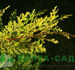 Купрессоципарис Лейланда 'Castlewellan Gold'  рис.1