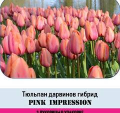 Тюльпан Дарвинов гибрид 'Pink Impression' рис.3