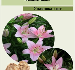 Лилия азиатская 'Asiatic Rose'  рис.1