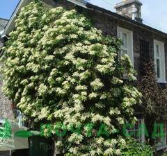 Гортензия черешковая 'Hydrangea Petiolaris' рис.0