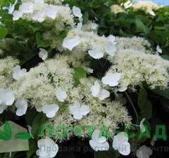 Гортензия черешковая 'Hydrangea Petiolaris' рис.1