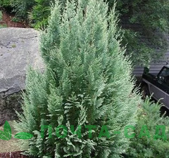 Кипарисовик Лавсона 'White Spot' 