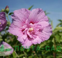 Гибискус сирийский 'Lavender Chiffon'