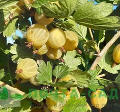 Крыжовник 'Kursu Dzintars'