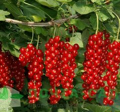 Смородина красная 'Rovada'