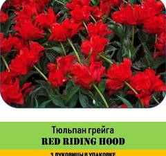 Тюльпан 'Red Riding Hood' рис.2