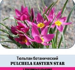 Тюльпан карликовый 'Pulchela Eastern Star' рис.2