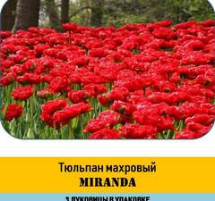 Тюльпан 'Mirandа' рис.3