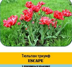 Тюльпан Триумф 'Escape' рис.2